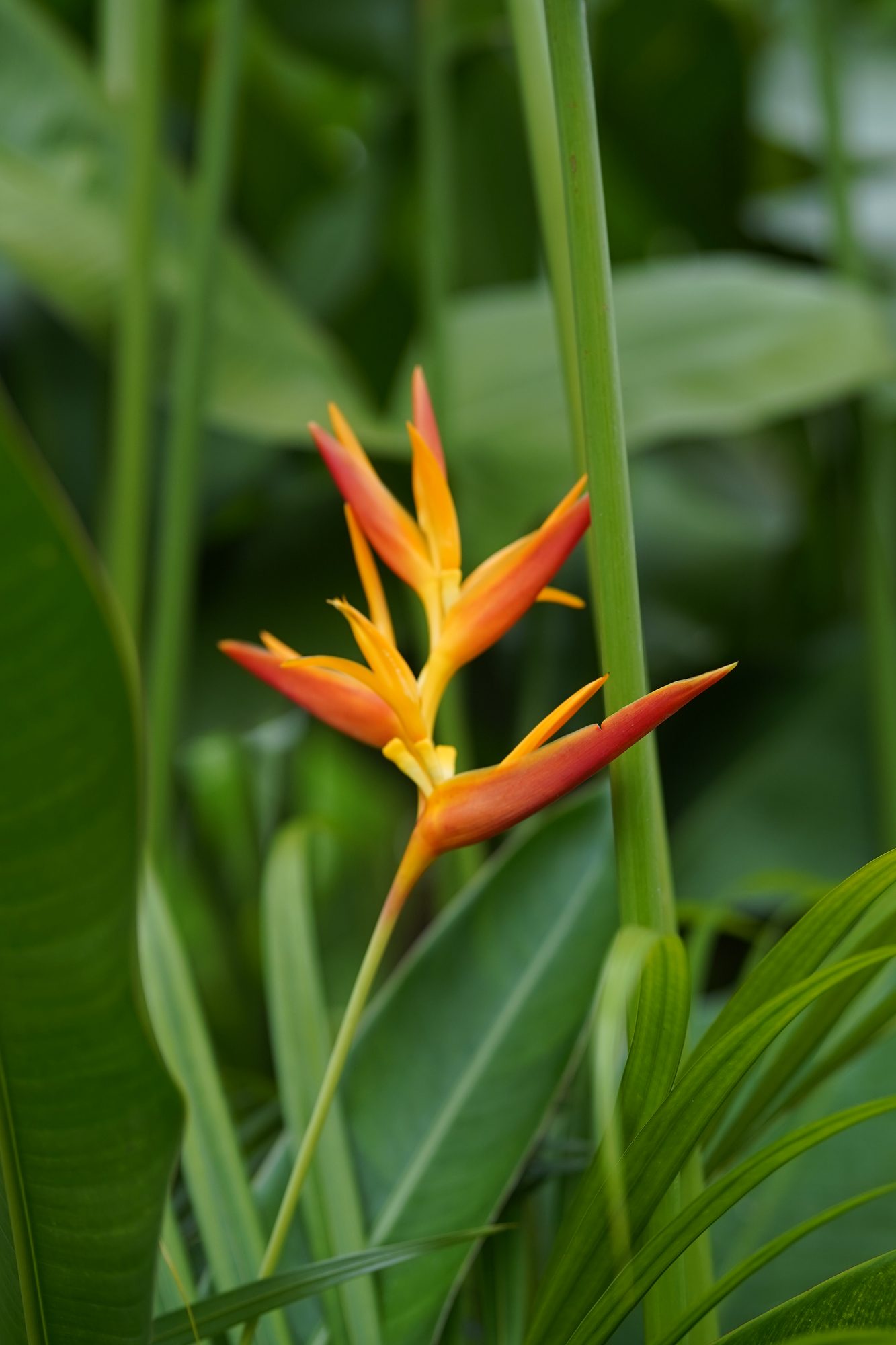 Lorel Green Domain tropical flower detail Ubud
